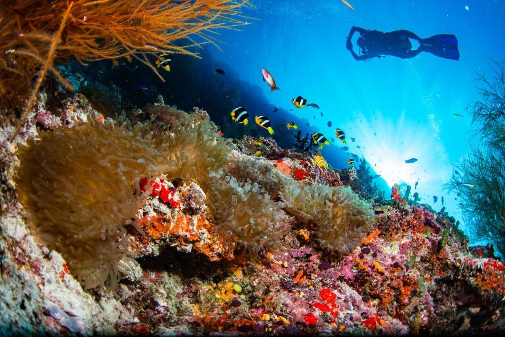NOKU MALDIVES 5